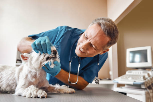 Best Knocked-Out Tooth (Avulsed Tooth) Treatment in Alexandria, VA
